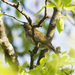 Green-backed Honeyguide - Photo (c) i_c_riddell, some rights reserved (CC BY), uploaded by i_c_riddell