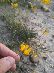 Hippocrepis comosa