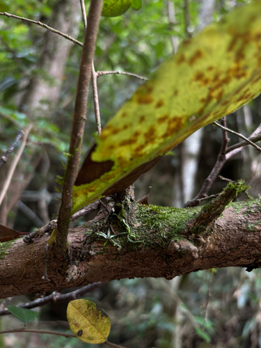 Taeniophyllum glandulosum