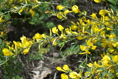 Chamaecytisus borysthenicus