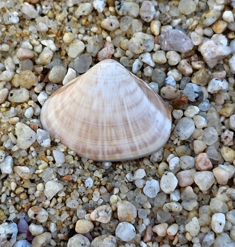 Tivela delessertii, 2026-09-16