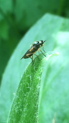 Stratiomyomorpha