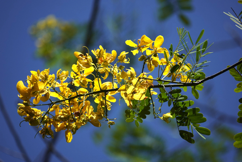 Senna multijuga observed 2026-09-29