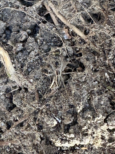 European Nursery Web spider