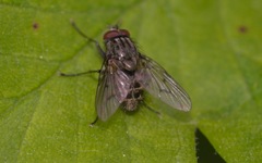 Helina evecta