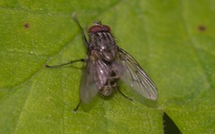 Helina evecta