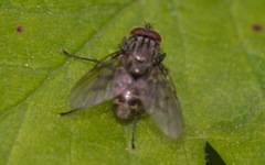 Helina evecta
