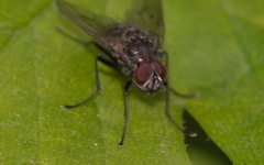 Helina evecta