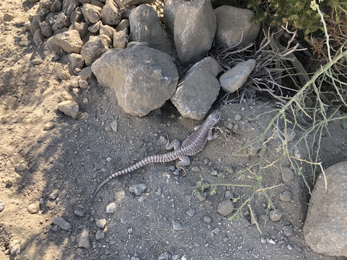 iNaturalist observation photo of Desert Iguana