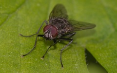 Helina evecta