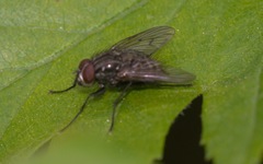 Helina evecta
