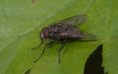 Helina evecta