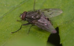 Helina evecta