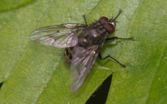 Helina evecta