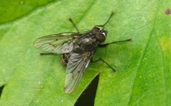 Helina evecta