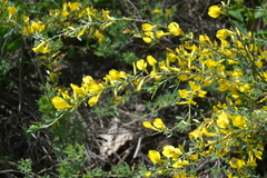 Chamaecytisus borysthenicus