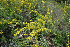 Chamaecytisus borysthenicus