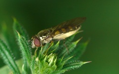 Platycheirus tarsalis