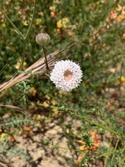 Chaenactis artemisiifolia