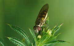 Platycheirus tarsalis
