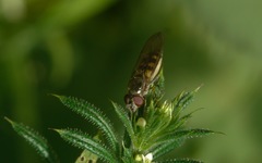 Platycheirus tarsalis