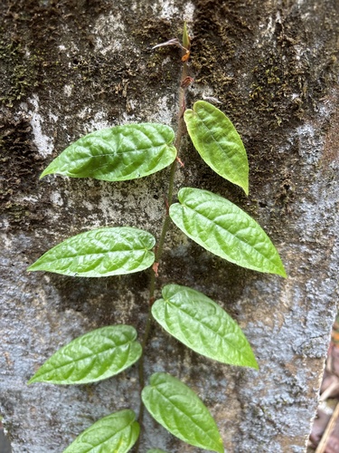 Ficus sagittata observed 2026-09-06