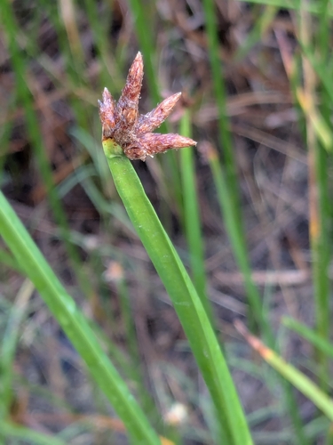 Schoenoplectus americanus observed 2026-09-28