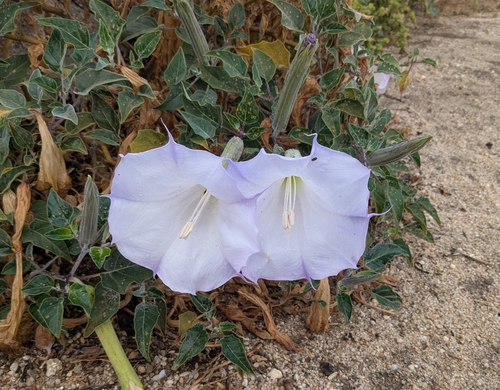 Sacred Datura