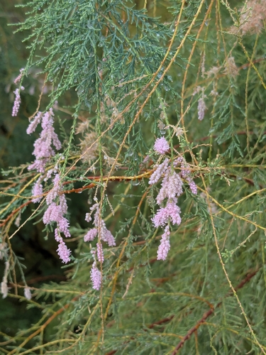 saltcedar