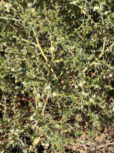 Southern Russian Thistle