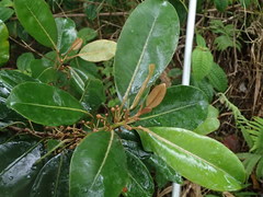 Planchonella sandwicensis