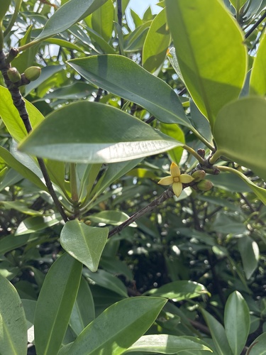 Rhizophora apiculata observed 2026-09-19