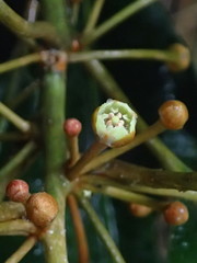Planchonella sandwicensis