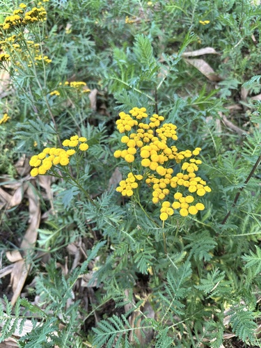 Common Tansy