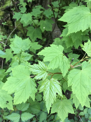 Acer glabrum douglasii