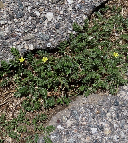 puncture vine