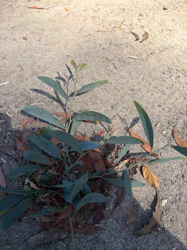 vanilla-scented wattle
