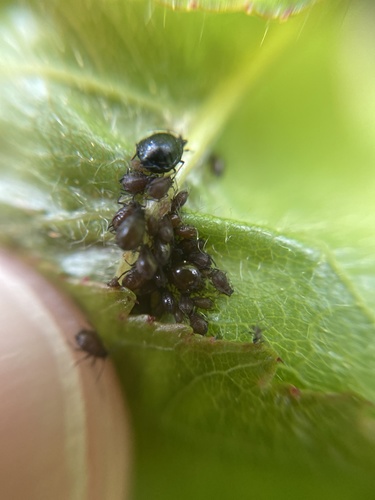 Cherry Aphid
