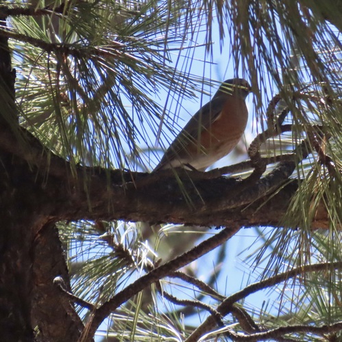 American Robin