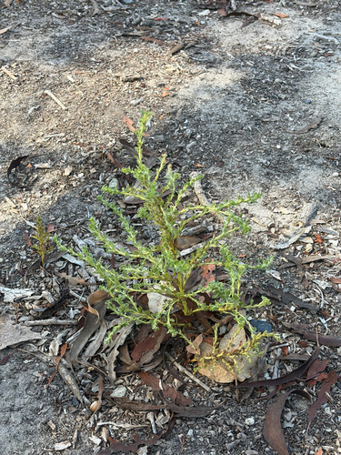 procumbent pigweed
