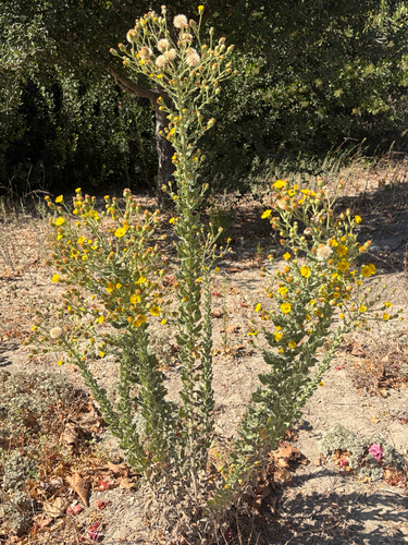 Telegraphweed
