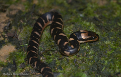 Homalopsis buccata