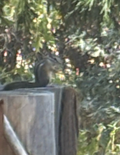 Merriam's Chipmunk