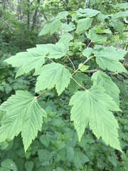 Acer glabrum douglasii