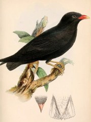 African River Martin photo 3