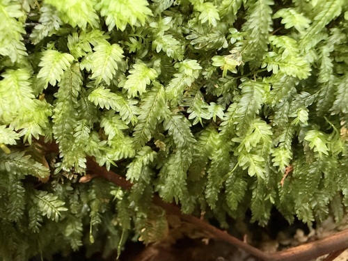 Rhizogonium distichum observed 2026-09-30