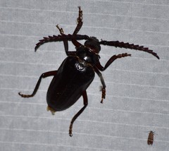 Prionus californicus