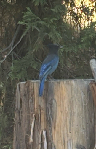 Steller's Jay