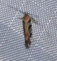 Aristotelia devexella