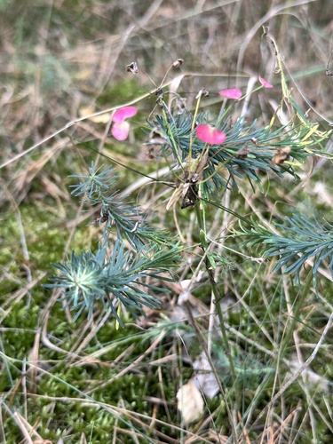 cypress spurge